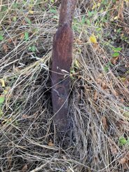 Déchaumeur à dents Askel 5m - 6