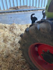 Tracteur agricole Claas ARES 657 ATZ - 9